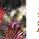 Can Sundews Eat Mealworms