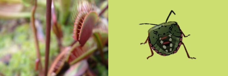 do-venus-flytraps-eat-stink-bugs-carnivorous-plants-guide