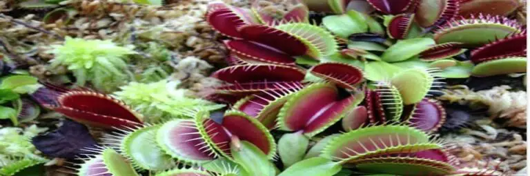 Why is My Venus Flytrap Turning Red? - Carnivorous Plants Guide