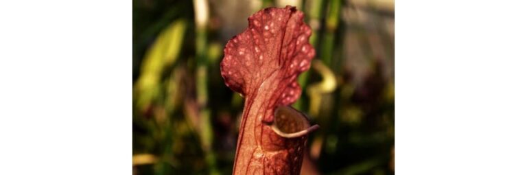 can-pitcher-plants-survive-winter-carnivorous-plants-guide