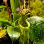 Do Pitcher Plants Bloom