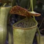 Do Pitcher Plants Eat Honey Bees