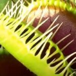 venus-flytrap-can-count