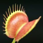 when-do-venus-flytraps-grow