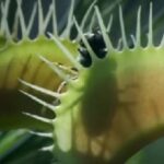 venus-flytrap-terrarium